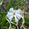 Lirio acuatico