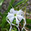 Lirio acuatico