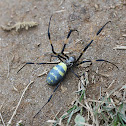 Joro spider (Golden Orb-web)