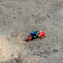 Tetragonal Fiddler Crab