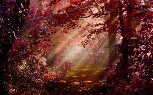 How to install Forest Wallpaper 1.0 apk for android