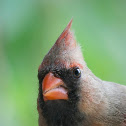 Northern Cardinal (female)