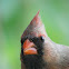 Northern Cardinal (female)