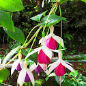 Fuchsias or Ladies’ Eardrops