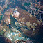 Red Rock Crab