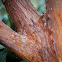 Arbutus "Marina"