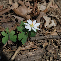 Bloodroot