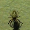 American House Spider