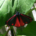 Cinnabar Moth