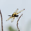 unknown dragonfly