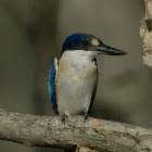 Forest Kingfisher