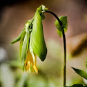 Large-flowered Bellwort