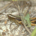Grasshopper sps