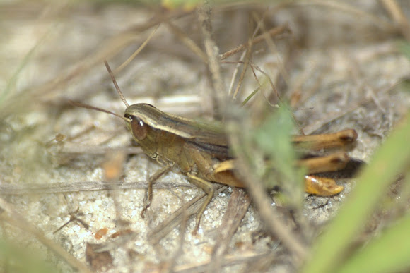 Spotting Image 1