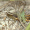 Grasshopper sps