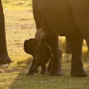 African Elephant