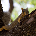 Eastern Fox Squirrel