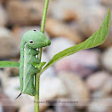 Tersa Sphinx Moth