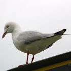 Silver Gull