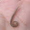 Millipede