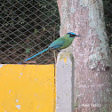 Barranquero Coronado - Andean Motmot