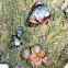 Mycena nargan