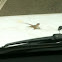 Cuban brown anole