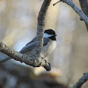 Black Capped Chickadee