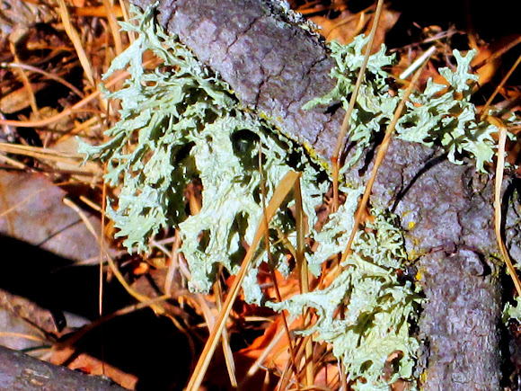Spotting Image 1