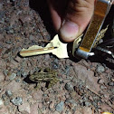Northern Leopard Frog