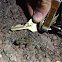 Northern Leopard Frog