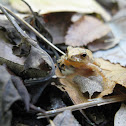 Spring Peeper