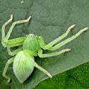 Olios milleti