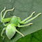 Olios milleti