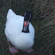 Black necked Swan