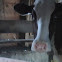 Holstein Cow
