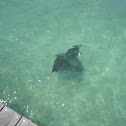 Spotted Eagle Ray