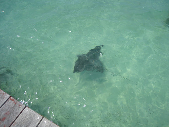 Spotting Image 1