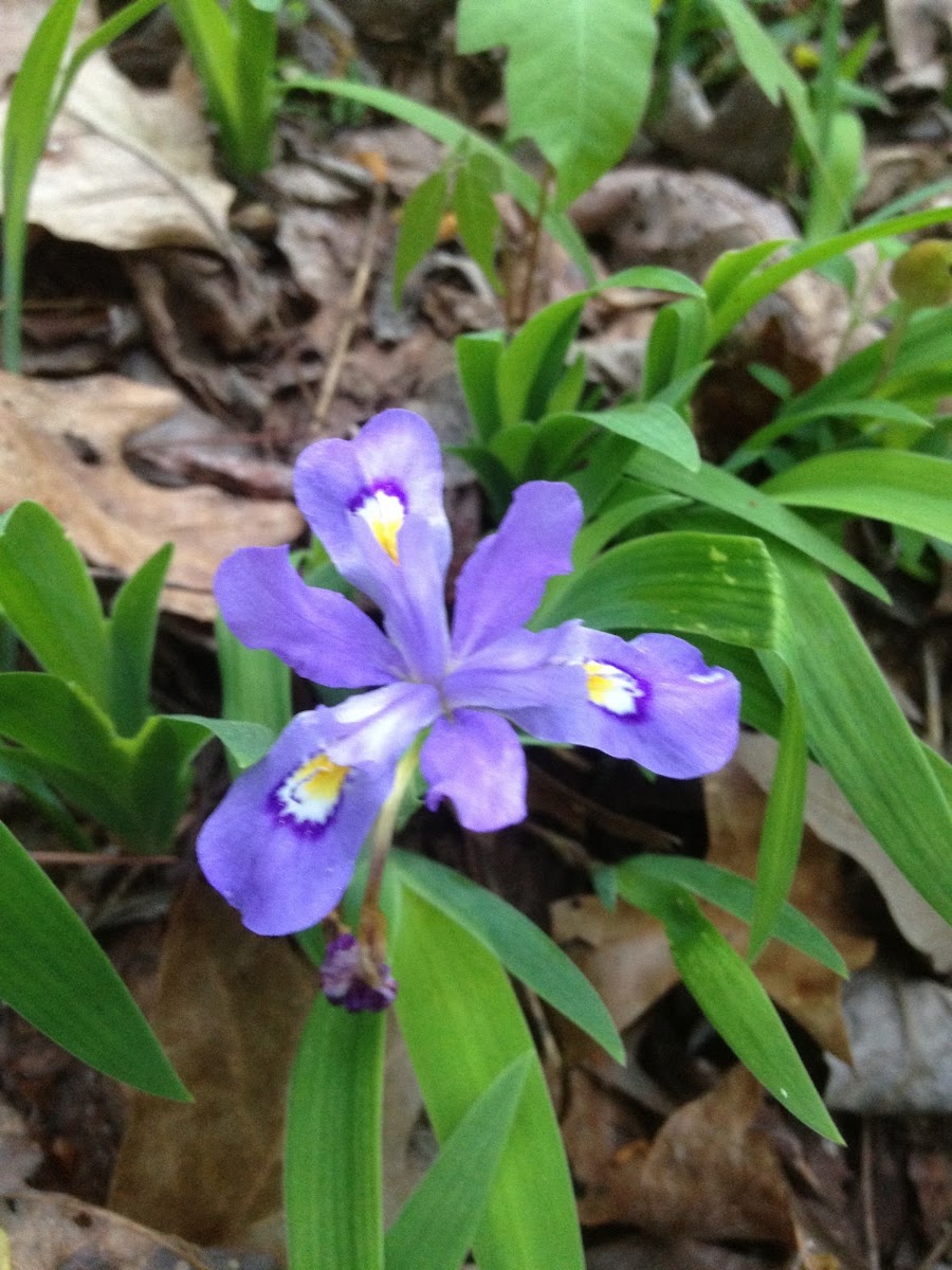 Wild Iris