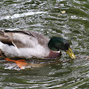Ducks
