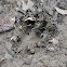 white-tailed deer tracks