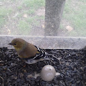 American goldfinch