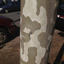 Sycamore tree