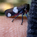 eurymela leafhopper