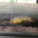 White-marked tussock moth