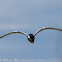 Whiskered Tern; Fumarel Cariblanco