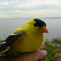 American Goldfinch