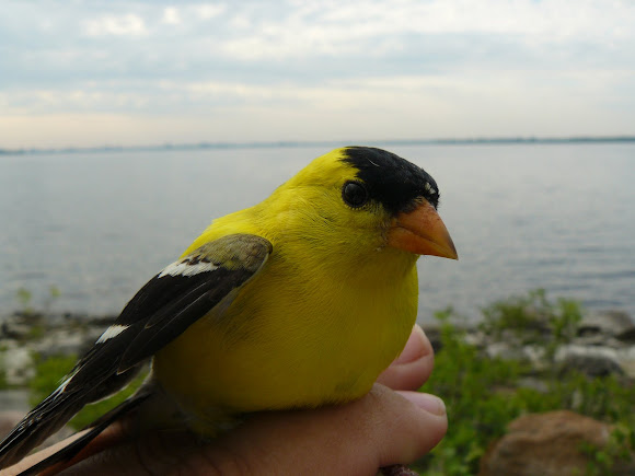 Spotting Image 1