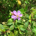 Singapore rhododendron