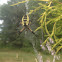 Garden Spider